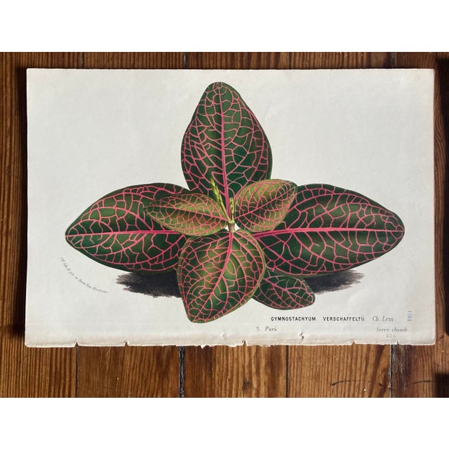 Charming Set of 7 Authentic 19th Century Color Botanical Prints Unframed For Sale - Image 4 of 9