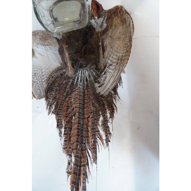 Taxidermy Pheasant Drinking From Crown Royal Bottle For Sale - Image 9 of 9