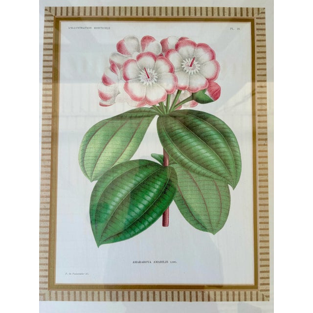Set of 4 Framed Antique French Chromolithographs From L’Illustration Horticole by Jean Linden For Sale - Image 10 of 12