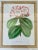 Set of 4 Original 19th-Century L’Illustration Horticole Botanical Chromolithographs by P. De Pannemaecker For Sale - Image 11 of 12