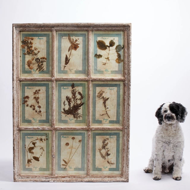 Antique Italian Botanical Collection in a Window Frame For Sale In West Palm - Image 6 of 7