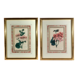 Antique Botanical Prints of Geranium by Robert Sweet For Sale