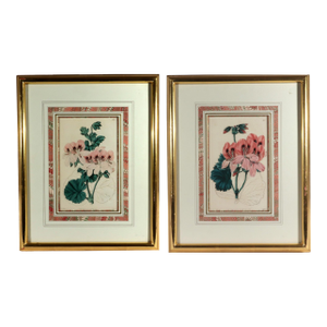 Antique Botanical Prints of Geranium by Robert Sweet