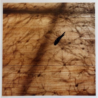 Peter C. Jones 1, Dragonfly, Large Format Photo 24X20 Color Photograph Beach House, 2004 For Sale