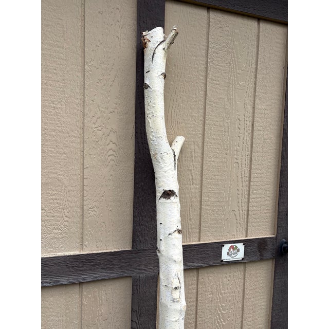 Real white birch branch cut from the Treasure Valley, ID (2013), trimmed to perfection, height at 74" with 6.5" wide and...
