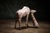 Late 19th Century 19th Century French Giraffe Sculpture - 6' Tall For Sale - Image 5 of 5