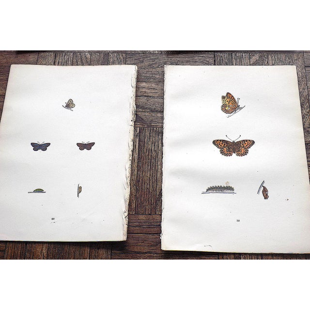 Antique 19th Century Hand Colored Butterfly Lithographs - Set of 12 For Sale - Image 4 of 12