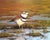Looking for Breakfast by Christopher Clark | Oil Painting of a bird standing in grass. For Sale