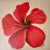 A monogrammed painting titled Rouge Fleur.. A vibrant red hibiscus flower with a prominent stamen against a neutral linen...