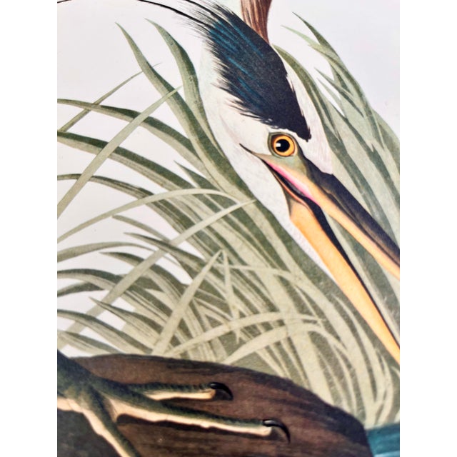 1964 Audubon Folio Lithograph Great Bird Paintings – “Great Blue Heron” 17x14 For Sale In New York - Image 6 of 7