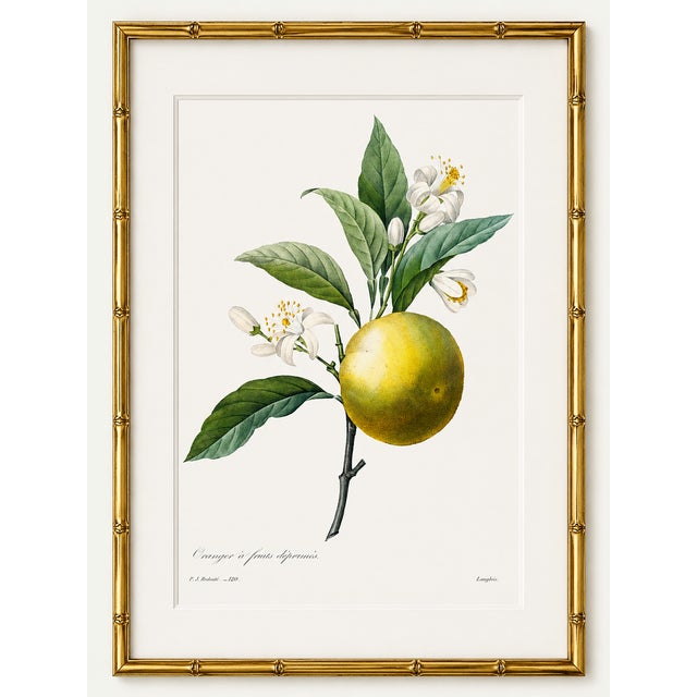 Paper Orange by Redouté, Vintage Botanical Art Print, 24" X 32" For Sale - Image 7 of 8