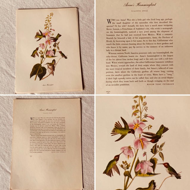 ….ONE of the great collectible natural history portfolios of the 20th century — the complete set of 50 full-color Audubon...