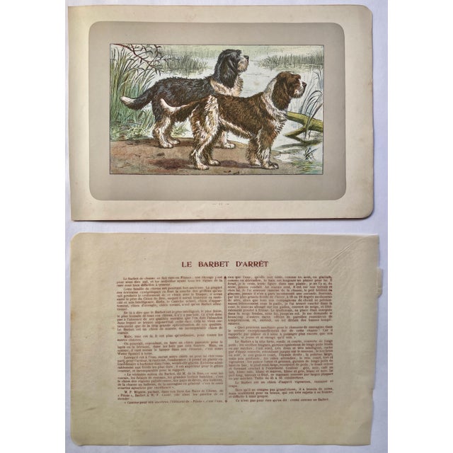 This handsome photogravure printed page is illustrated by P. Mahler, a German artist. The subject is of two Le Barbet...