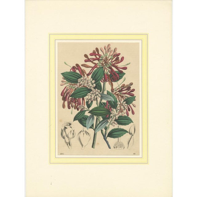 Colorful Botanical Flower Prints from Book of Worlds, 1800s, Print, Set of 4 For Sale - Image 4 of 10