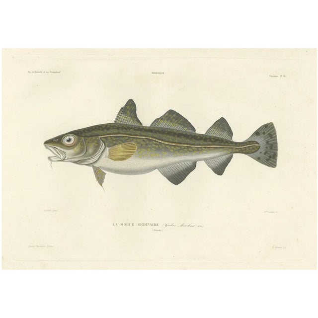 Codfish Study, France, 1845, Paper For Sale