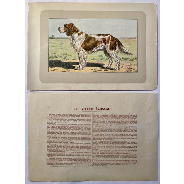 This handsome photogravure printed page is illustrated by P. Mahler, a German artist. The subject is a Scottish Setter...