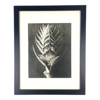 Framed Vintage Botanical Blossfeldt Print - No. 56 For Sale