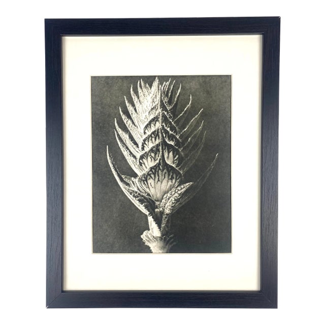 Framed Vintage Botanical Blossfeldt Print - No. 56 For Sale