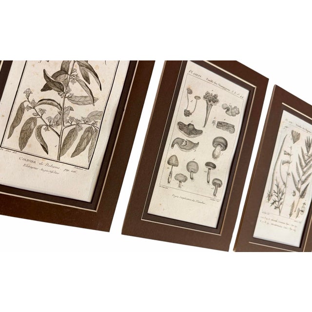 Presented as a coordinated set of three, each engraving is reversibly mounted in a matching 6-by-9-inch archival double...