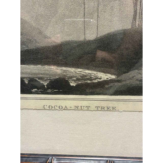 Natural Curiosities “Cocoa-Nut Tree” Tropical Coastal Landscape Print For Sale - Image 4 of 6