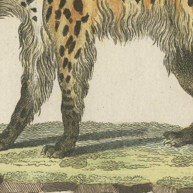 Bertuch, Cross Fox and Spotted Hyena, 1812, Print For Sale - Image 6 of 12