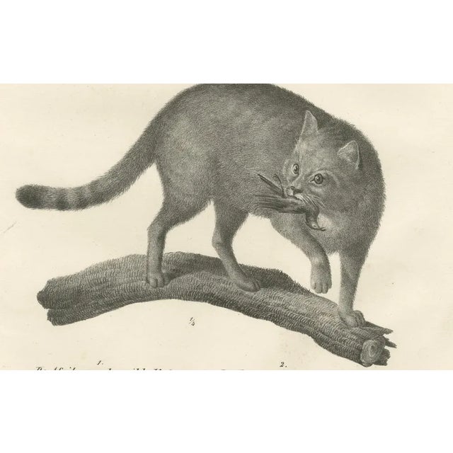 C.C. G. Zool, African and European Wild Cats in Natural Poses, 1836, Print For Sale - Image 4 of 11