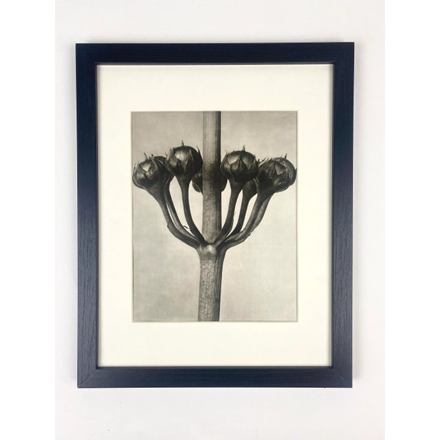 1940s 1940s Framed Botanical Blossfeldt Print - No. 87 For Sale - Image 5 of 5