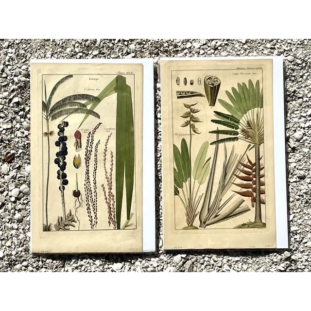 Early 20th Century Vintage Boho Botanical Engravings - Set of 2 For Sale - Image 5 of 10