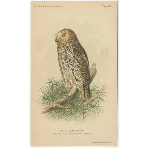 Set of three antique bird print titled 'dwarf screech owl - burrowing owl - great horned owl'. These prints originate from...