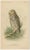 Set of three antique bird print titled 'dwarf screech owl - burrowing owl - great horned owl'. These prints originate from...
