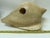 Late 20th Century Sarreid Ltd. Style Large Carved Wood Conch Shell Sculpture on Acrylic Base For Sale - Image 16 of 18