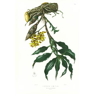 Large 1973 Orchid Flower Lithograph "Chysis Laevis" (Smooth-Lipped Chysis) After James Bateman For Sale