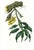 Large 1973 Orchid Flower Lithograph "Chysis Laevis" (Smooth-Lipped Chysis) After James Bateman For Sale