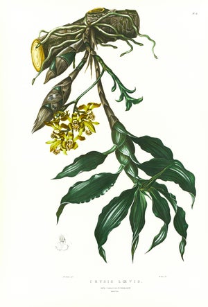 Large 1973 Orchid Flower Lithograph "Chysis Laevis" (Smooth-Lipped Chysis) After James Bateman