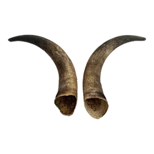 1960s Primitive Longhorn Bull Horns Southwest D√©cor - Set of 2