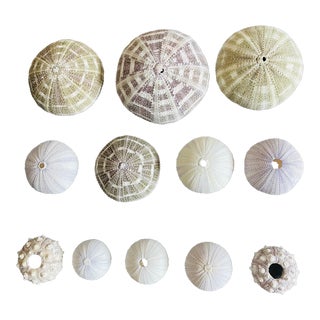 Vintage Sea Shell Collection - Set of 12 For Sale