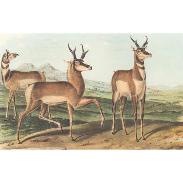 Original first edition Audubon stone lithograph from "The Viviparous Quadrupeds of North America", octavo edition, printed...