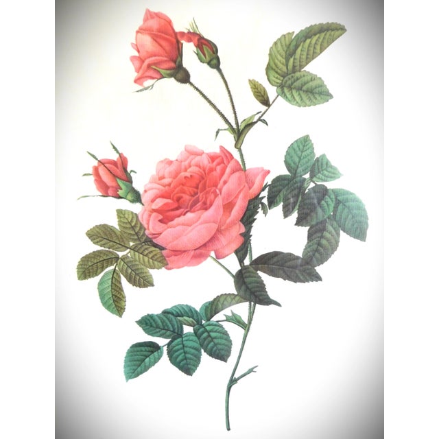 Gold Bead Framed Vintage Rose Print in the Style of Pierre Joseph Redoute (1759-1840) For Sale - Image 11 of 11