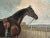 1800s Century "Reprieve" Antique Bay Hunter Horse Painting Oil on Canvas by Apelles For Sale - Image 4 of 10