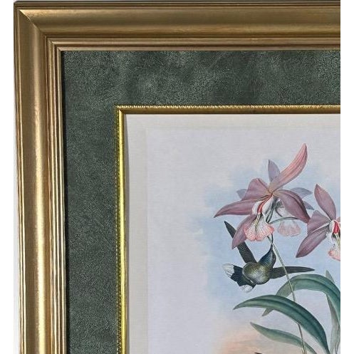 Mid 19th Century Antique John Gould 1850s Hand Colored Hummingbird Lithograph Campylopterus Delattrei Custom Framed For Sale - Image 5 of 14