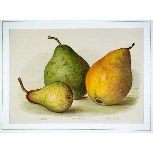 Late 19th Century Pair Gold Fillet, Gilt Framed Vintage Pear Bookplates Circa 1890's For Sale - Image 5 of 9