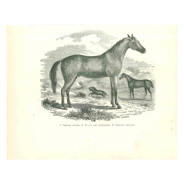 Paul Gervais, The Horse, Original Lithograph, 1854 For Sale