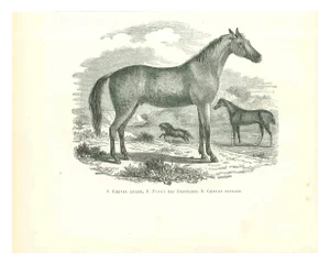 Paul Gervais, The Horse, Original Lithograph, 1854