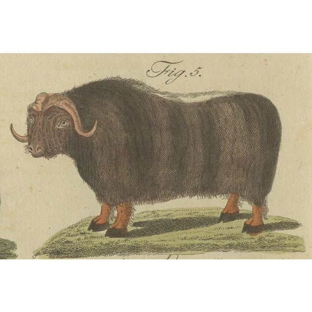 Bertuch, Exotic Cattle, Yak & Buffalo, 1800, Engraving For Sale - Image 3 of 10