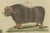 Bertuch, Exotic Cattle, Yak & Buffalo, 1800, Engraving For Sale - Image 3 of 10