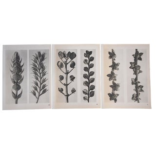 Vintage Botanical Photogravures-Karl Blossfeldt-Set of 3 For Sale