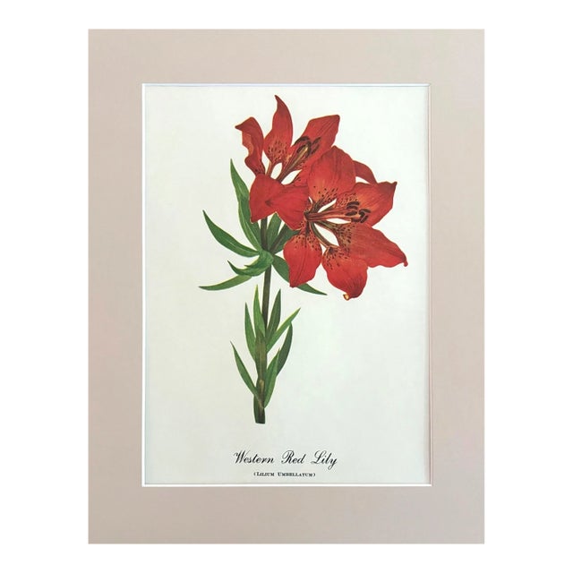 Vintage Mary Vaux Walcott Print in 11x14 Mat, Ready to Frame: Western Red Lily For Sale