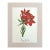 Vintage Mary Vaux Walcott Print in 11x14 Mat, Ready to Frame: Western Red Lily For Sale
