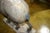 Antique Folk Art, Carved Life Size Mountain Goat - Ram For Sale - Image 13 of 15