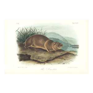 1854 Audubon Quadruped Octavo Lithograph "Plate 123 the Sewellet"